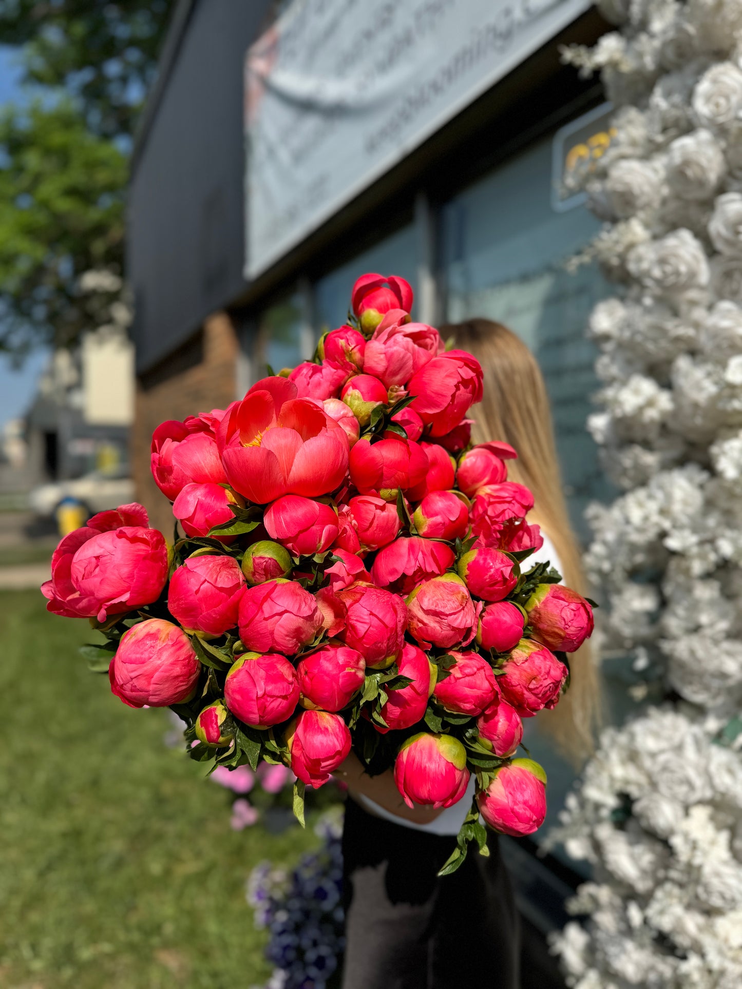 Peonies Bloom