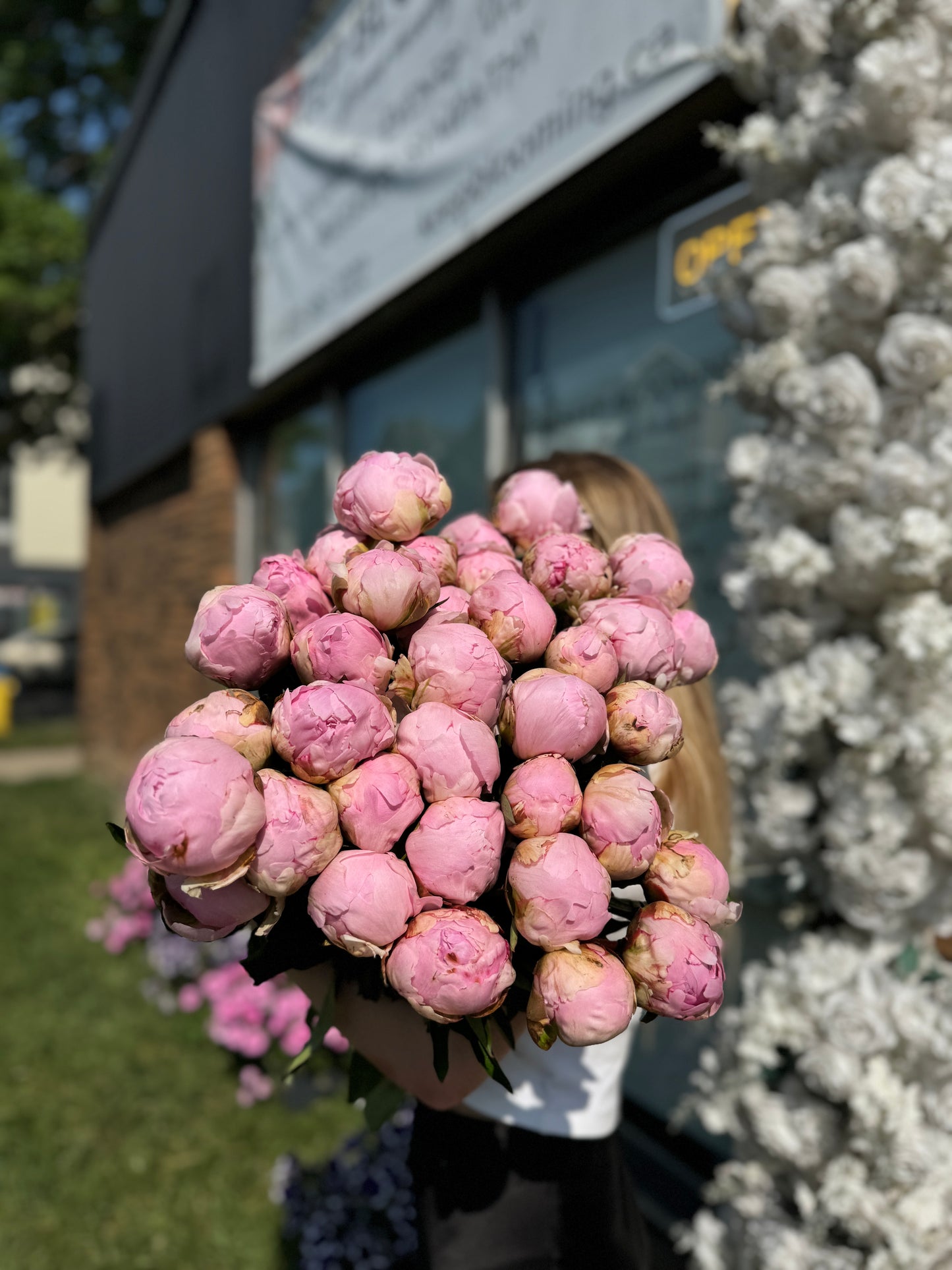 Peonies Bloom