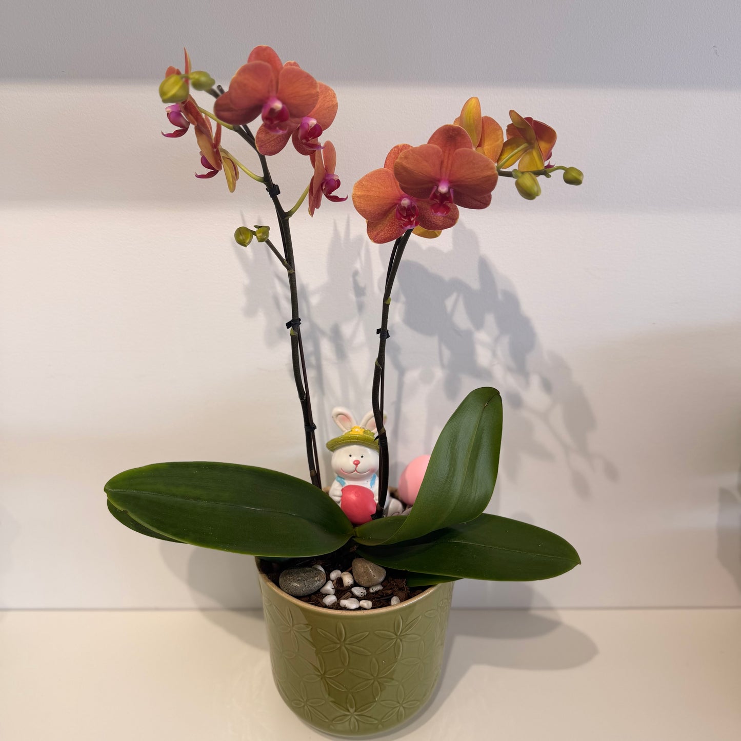 Orchid Blossom