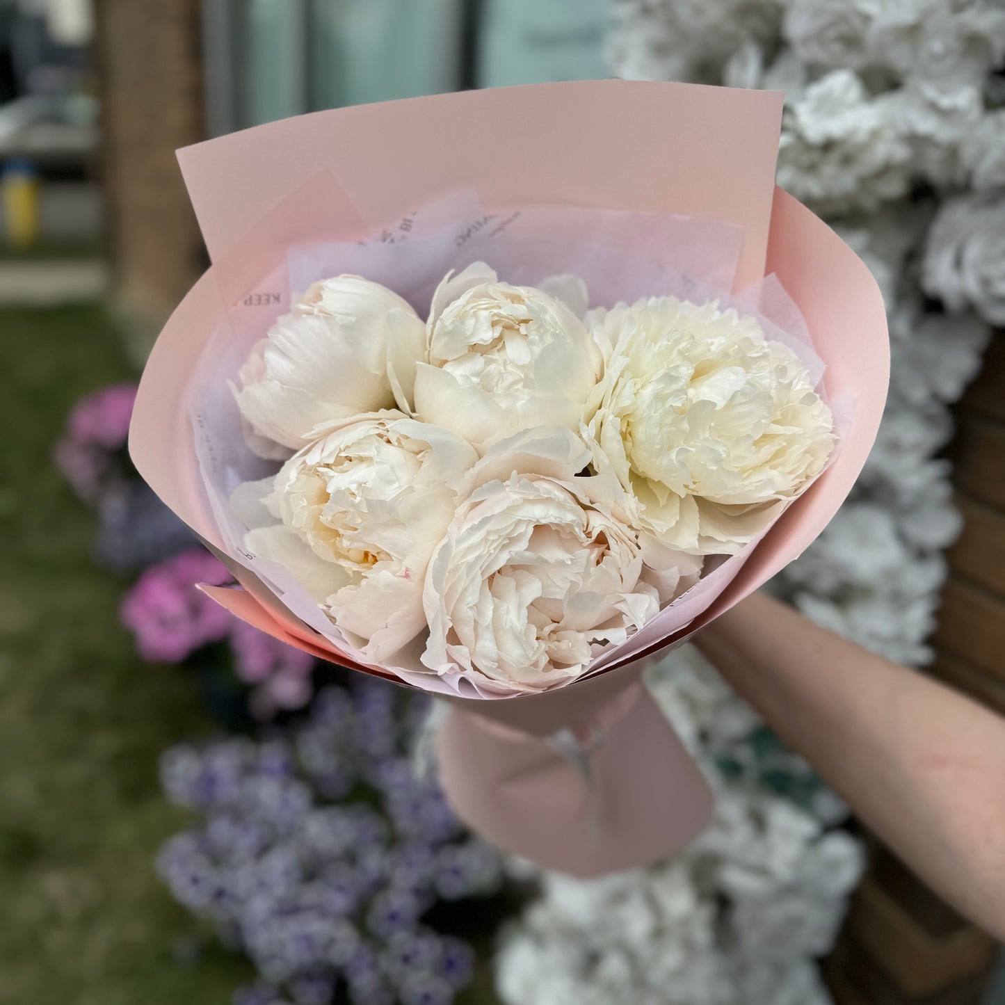 Peonies Bloom