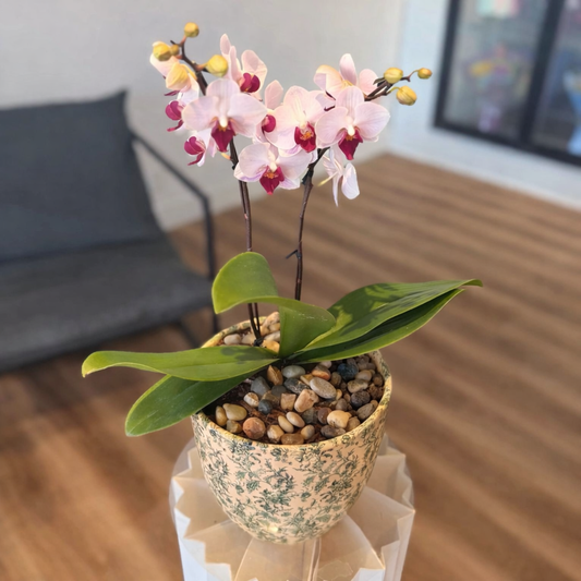 Pink Orchid