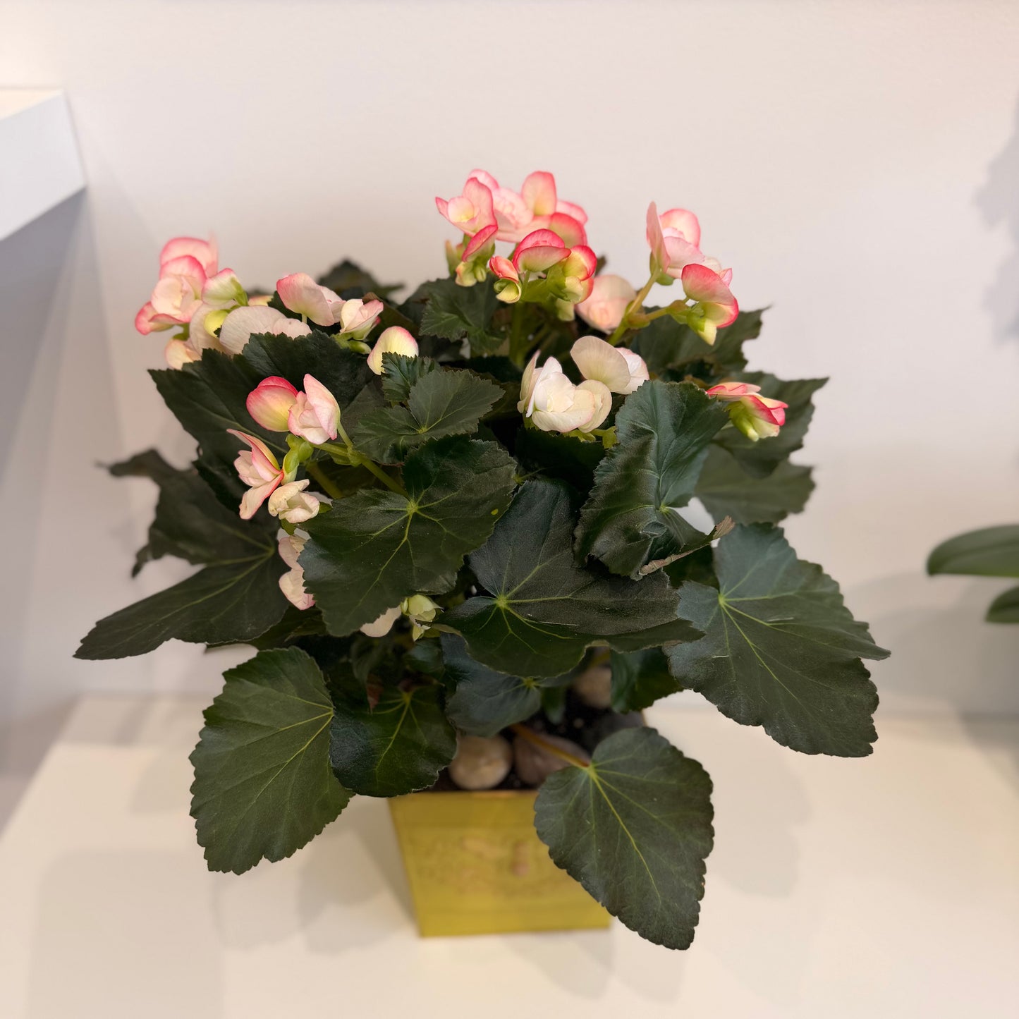 Begonia