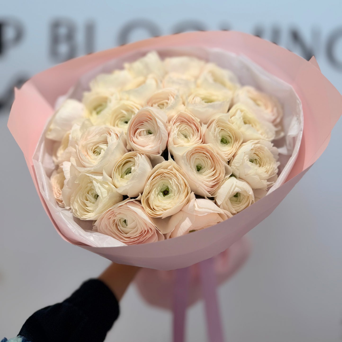 Ranunculus Couture