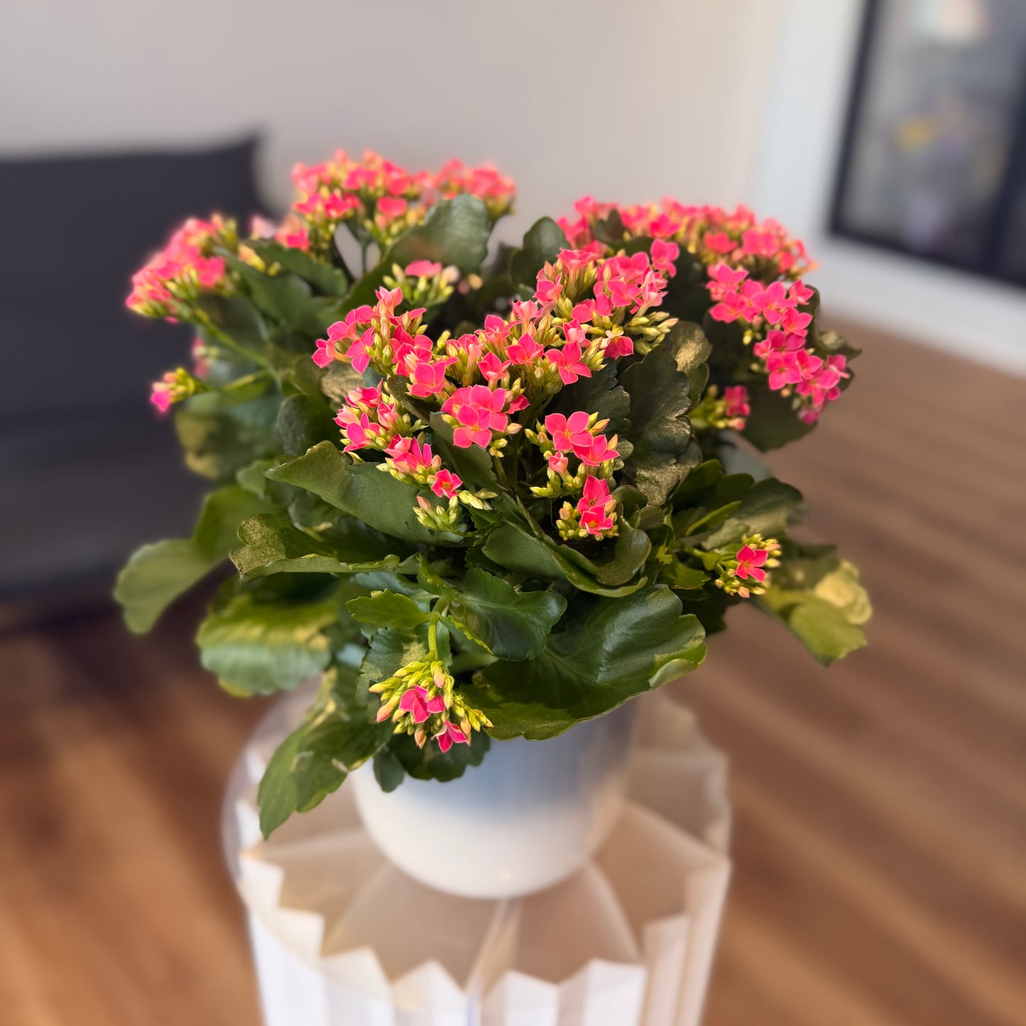 Kalanchoe