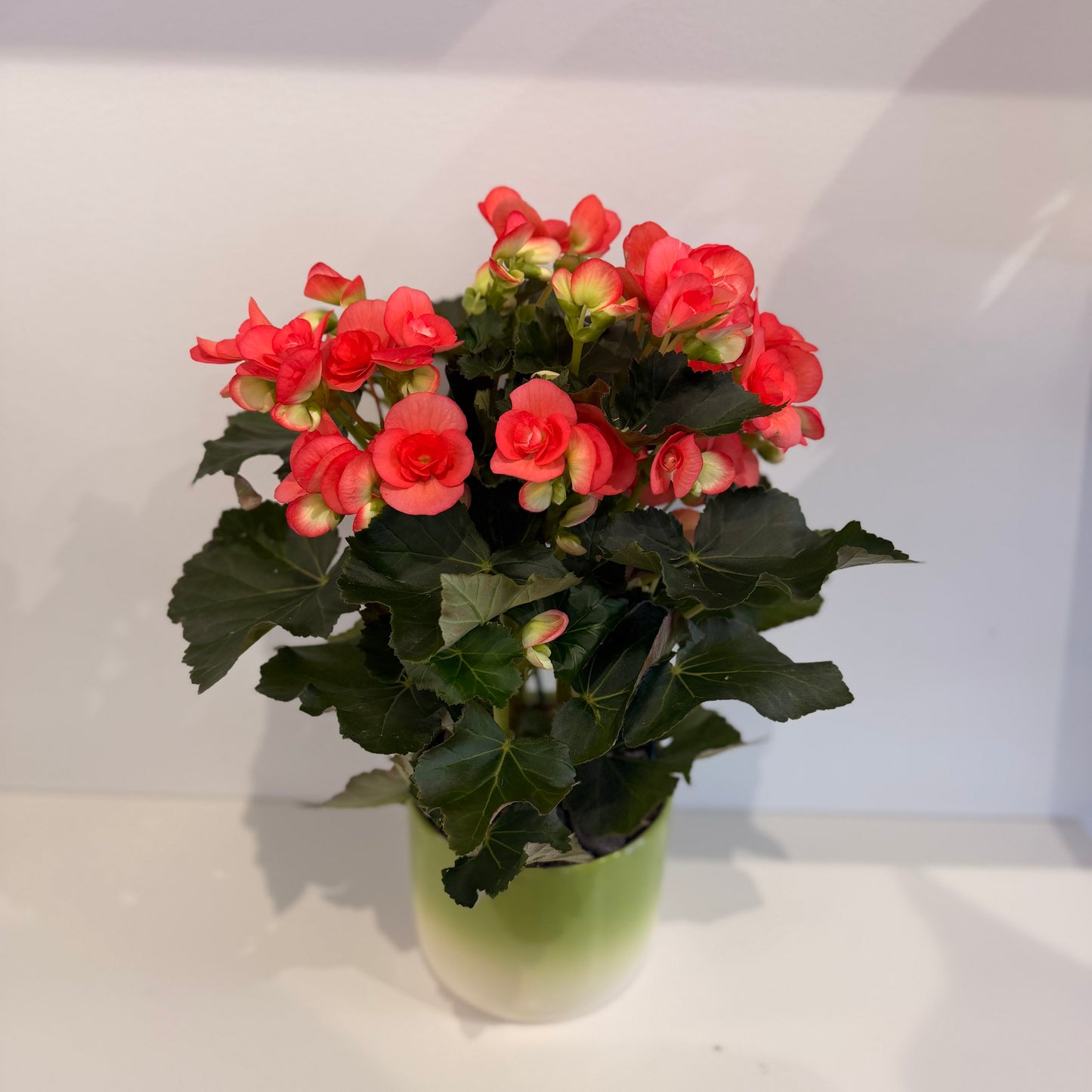 Begonia Red