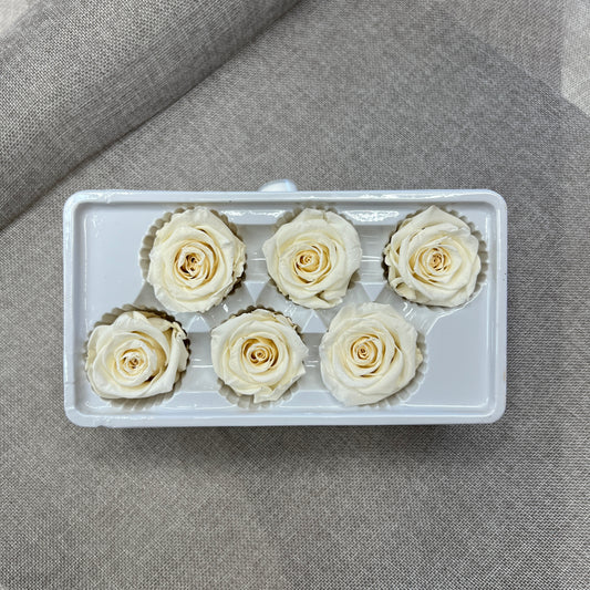 Preserved Roses #2 (Ivory)