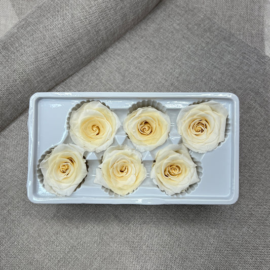 Preserved Roses #18 (Cream)